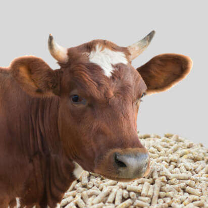 ergaenzungsfuttermittel rind bubblenavibanner